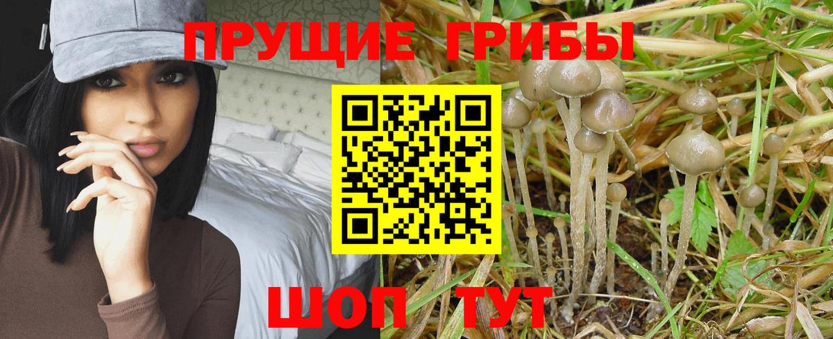Псилоцибиновые грибы Cubensis Муравленко